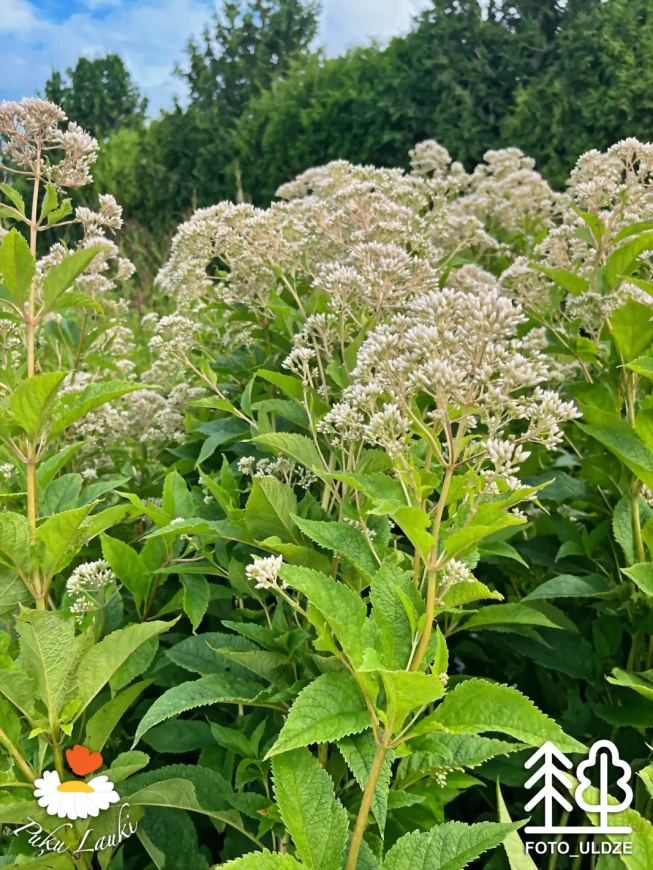 Eupatorium maculatum   'Snowball'